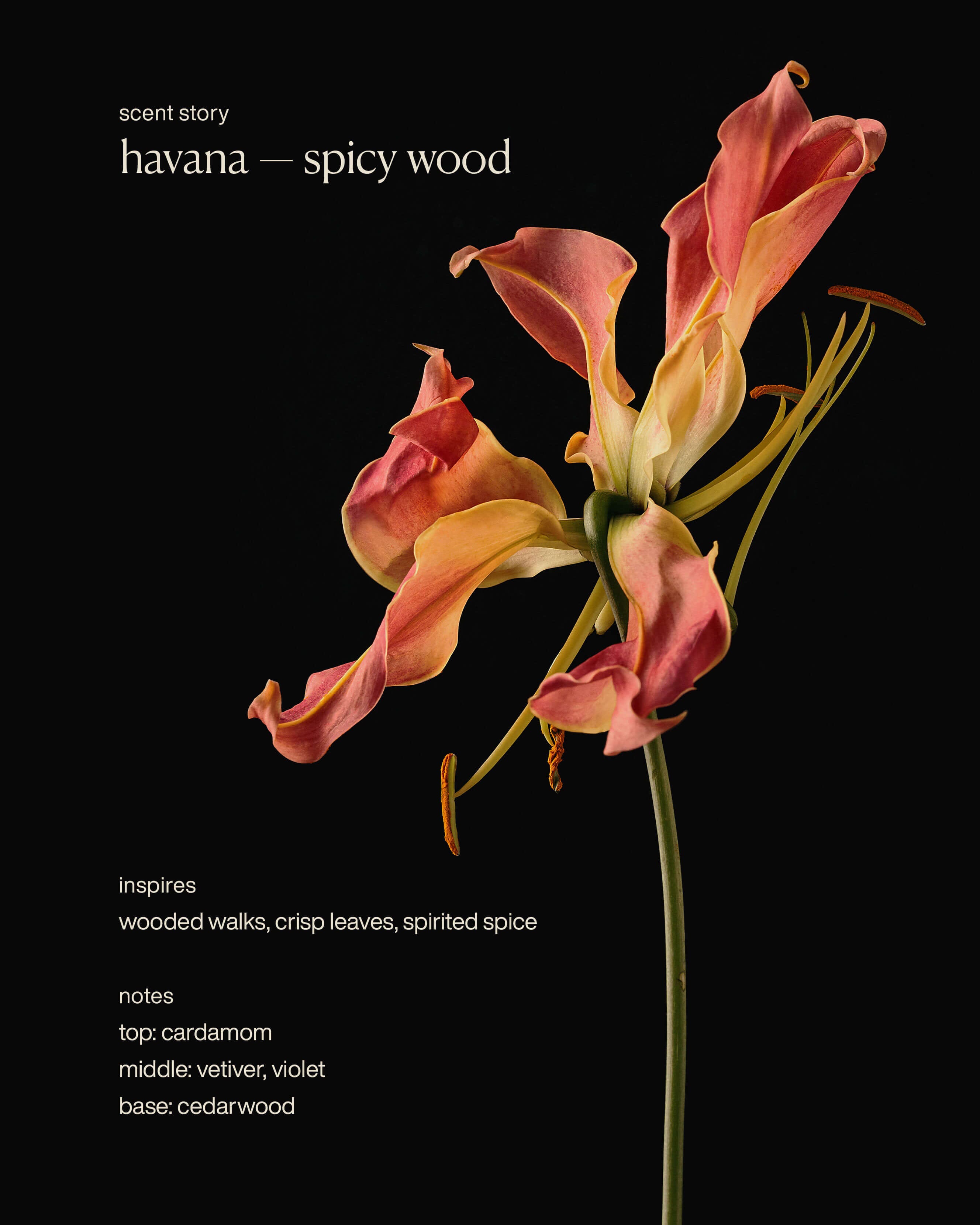 havana - deodorant